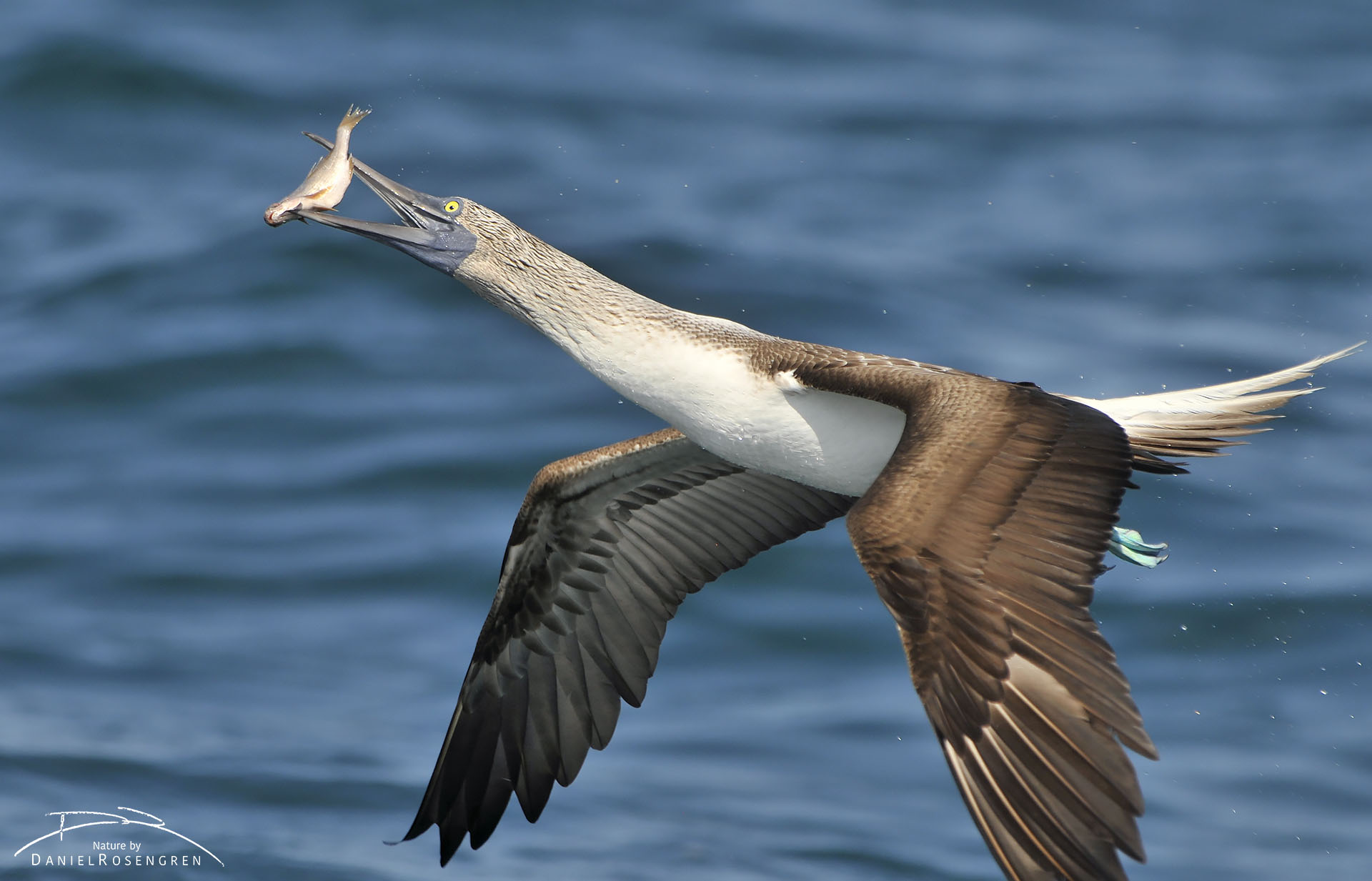 A Blue-footed booby adjusting its grip of the fish by throwing it in the air, mid flight. © Daniel Rosengren