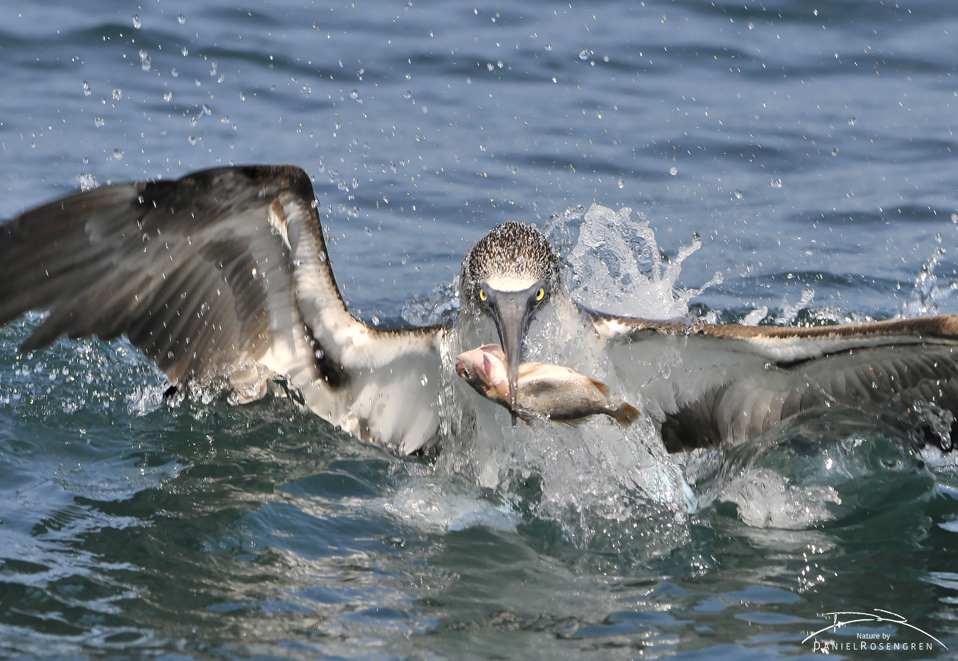 A Blue-footed booby emerging from the water with a fish. © Daniel Rosengren