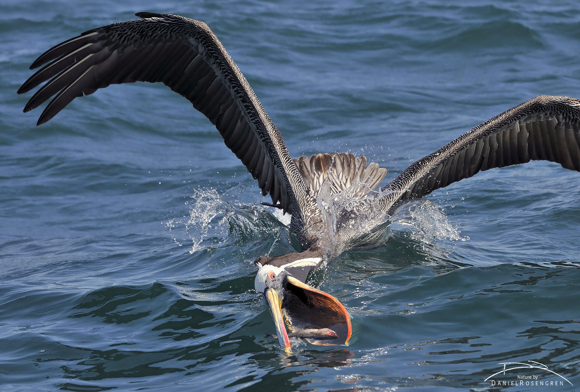 A Peruvian pelican scooping a fish with its massive beak. © Daniel Rosengren