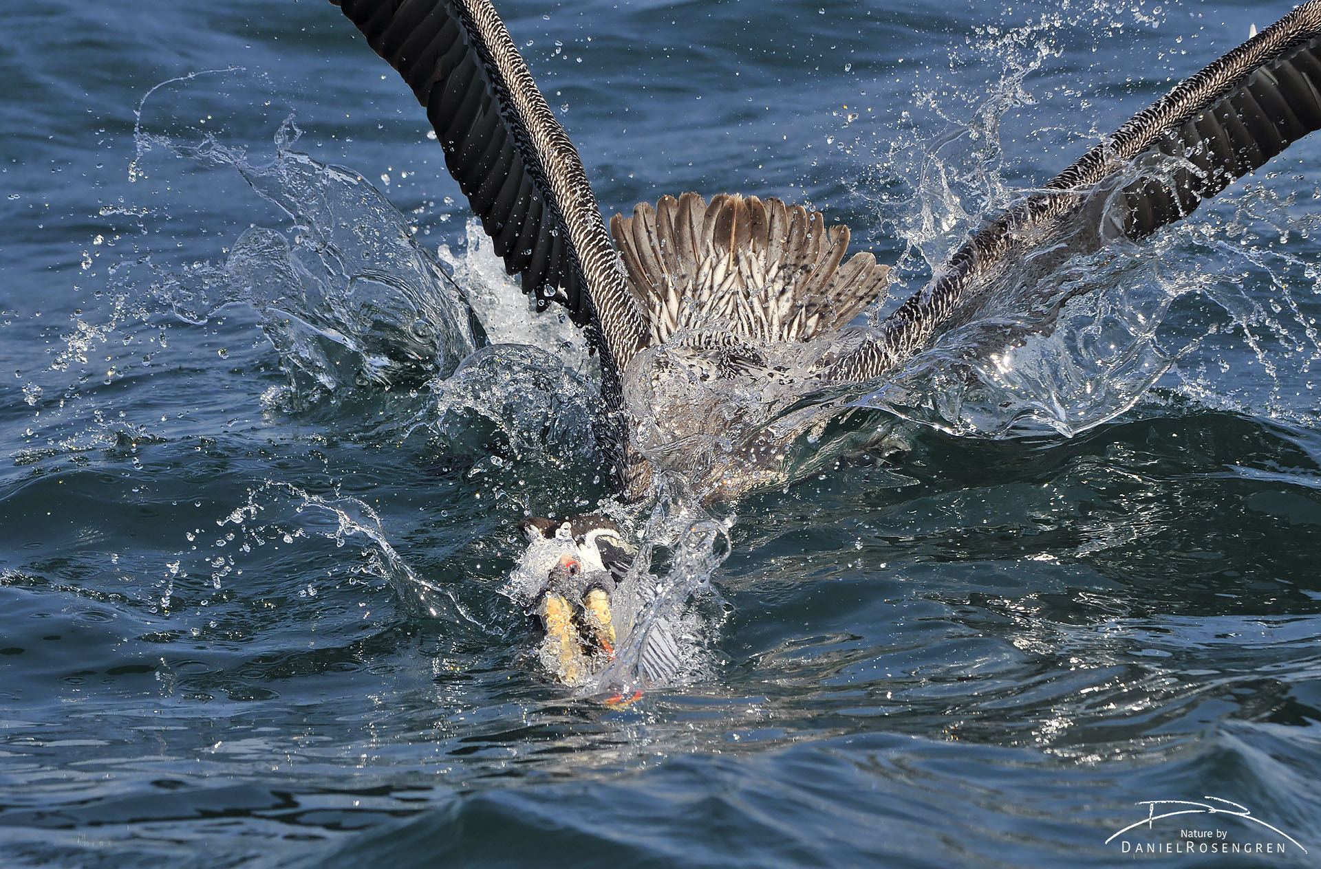 A Peruvian pelican scooping fish with its massive beak. © Daniel Rosengren