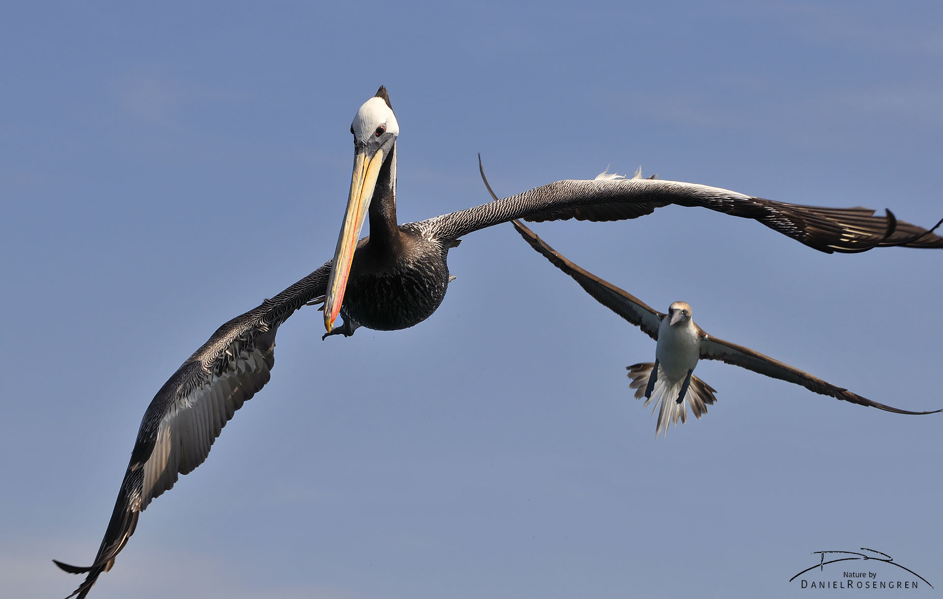 A Peruvian pelican arriving at the feeding frenzy. © Daniel Rosengren