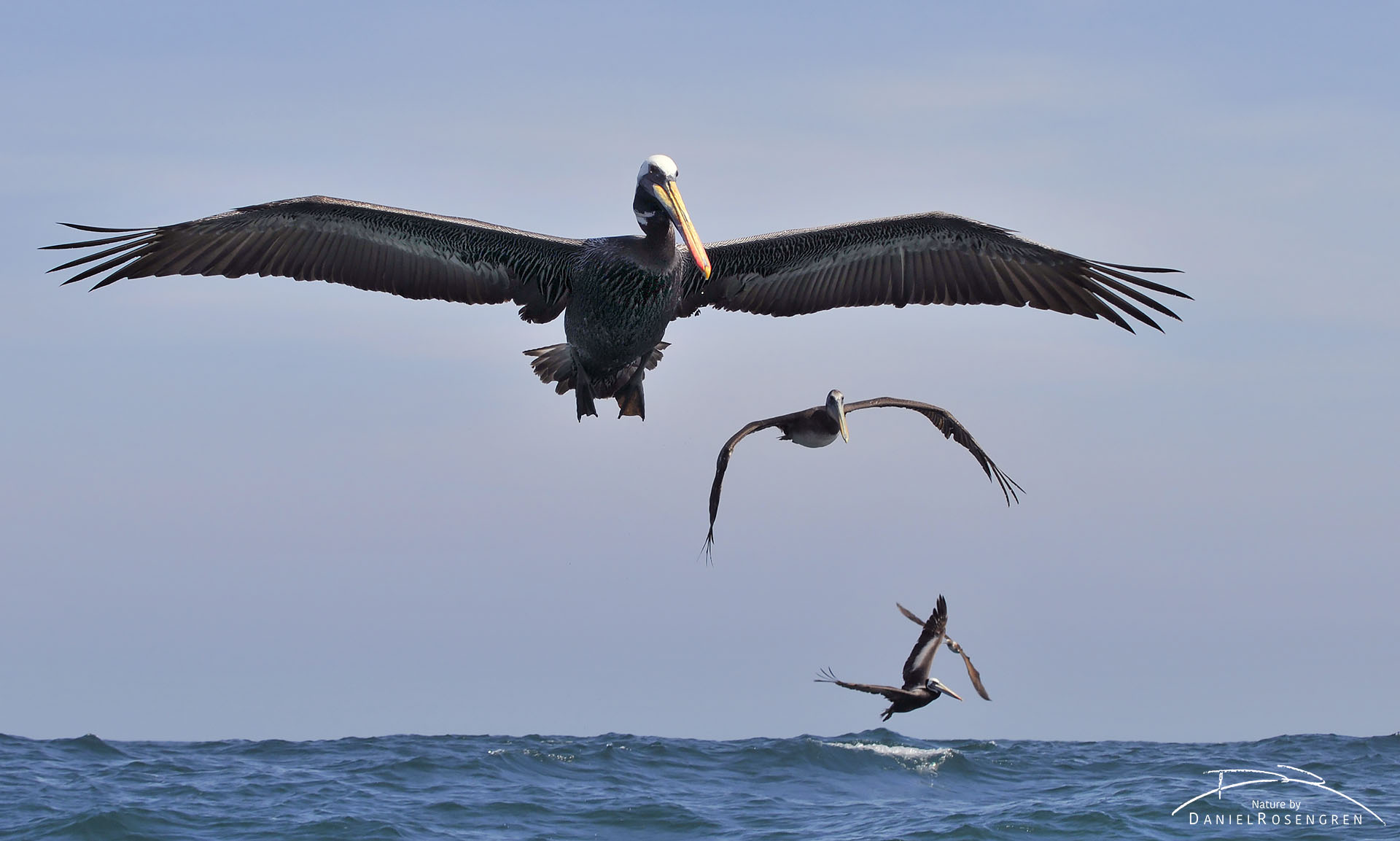 Peruvian pelicans arriving at the feeding frenzy. © Daniel Rosengren