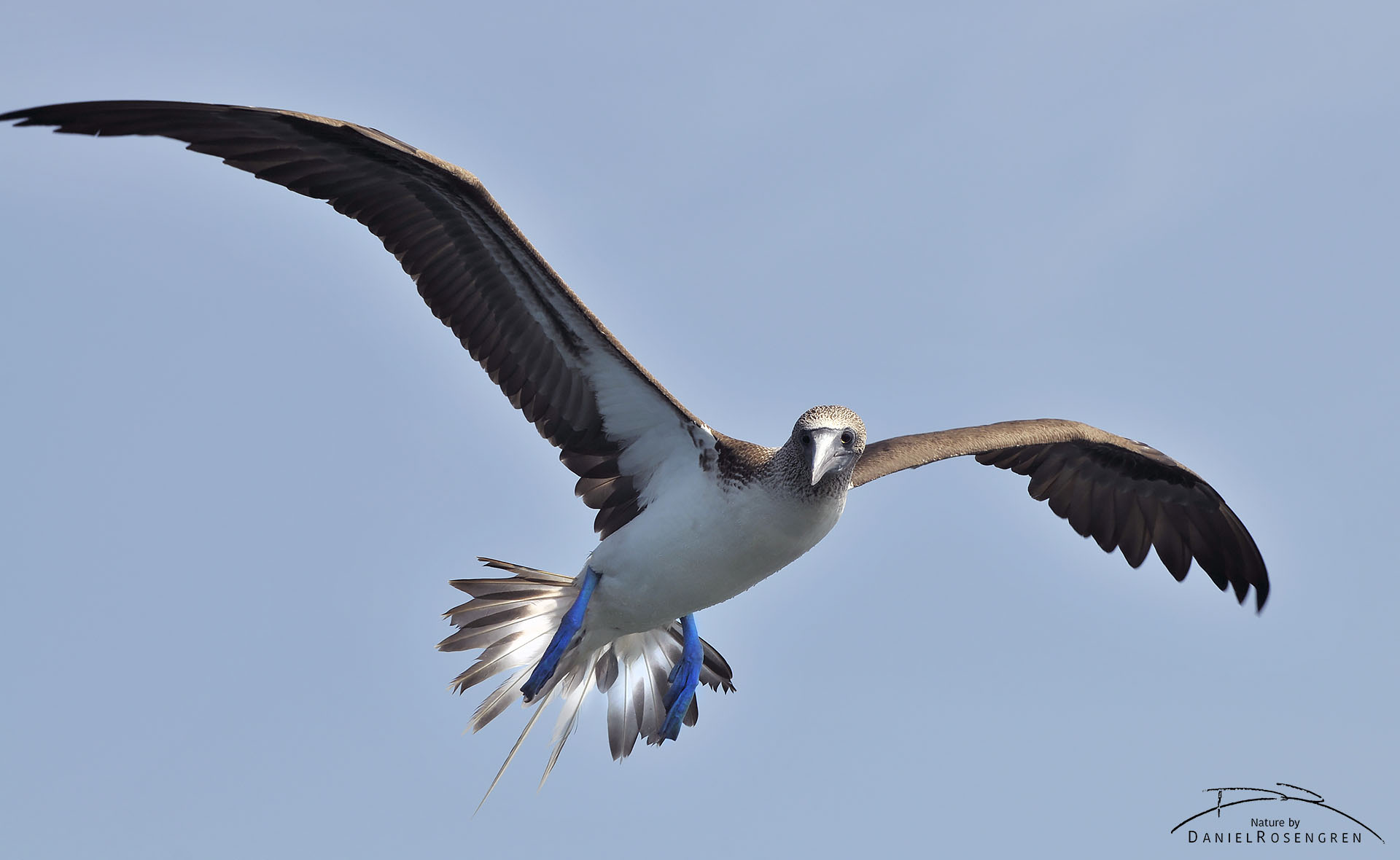 A Blue-footed booby in search of fish. © Daniel Rosengren