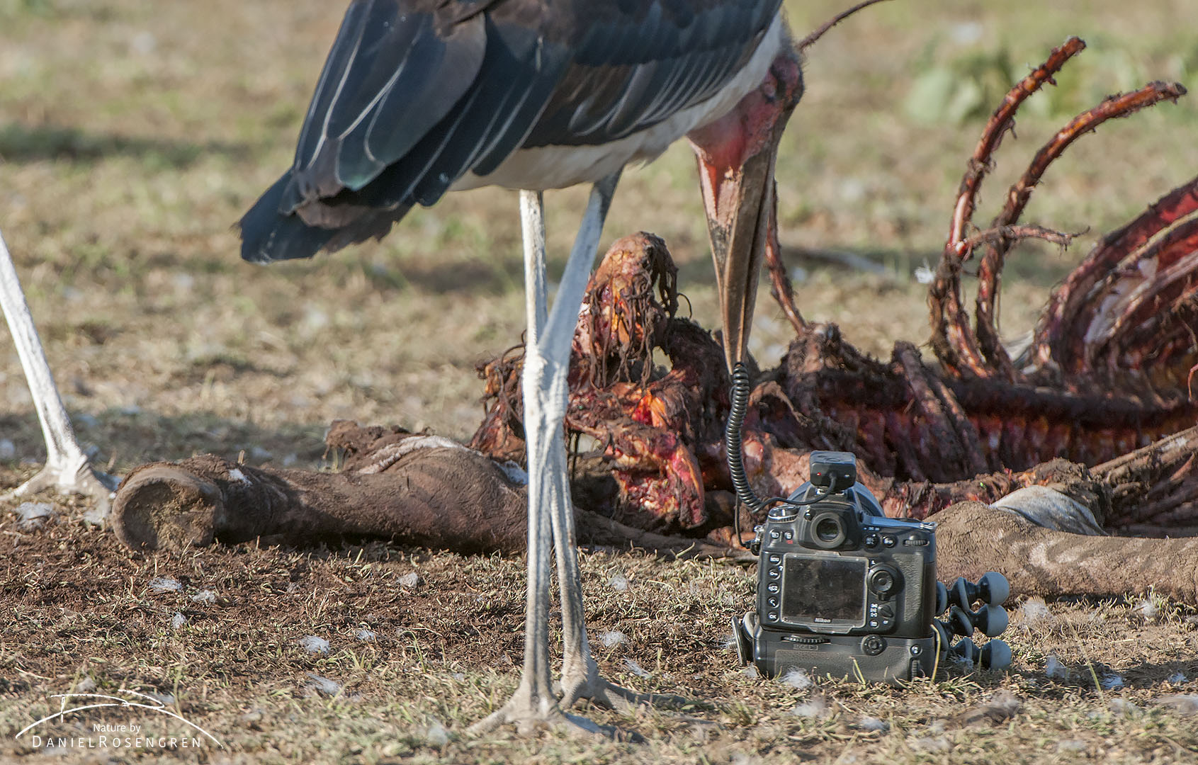 A Marabou stork testing if the remote control trigger's cable is edible. Luckily, it decided it wasn't. © Daniel Rosengren