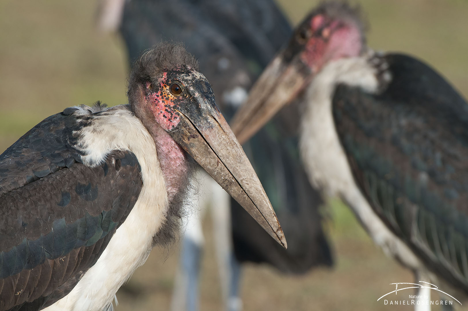 Marabou storks are usually not considered to be among the most beautiful animals. © Daniel Rosengren