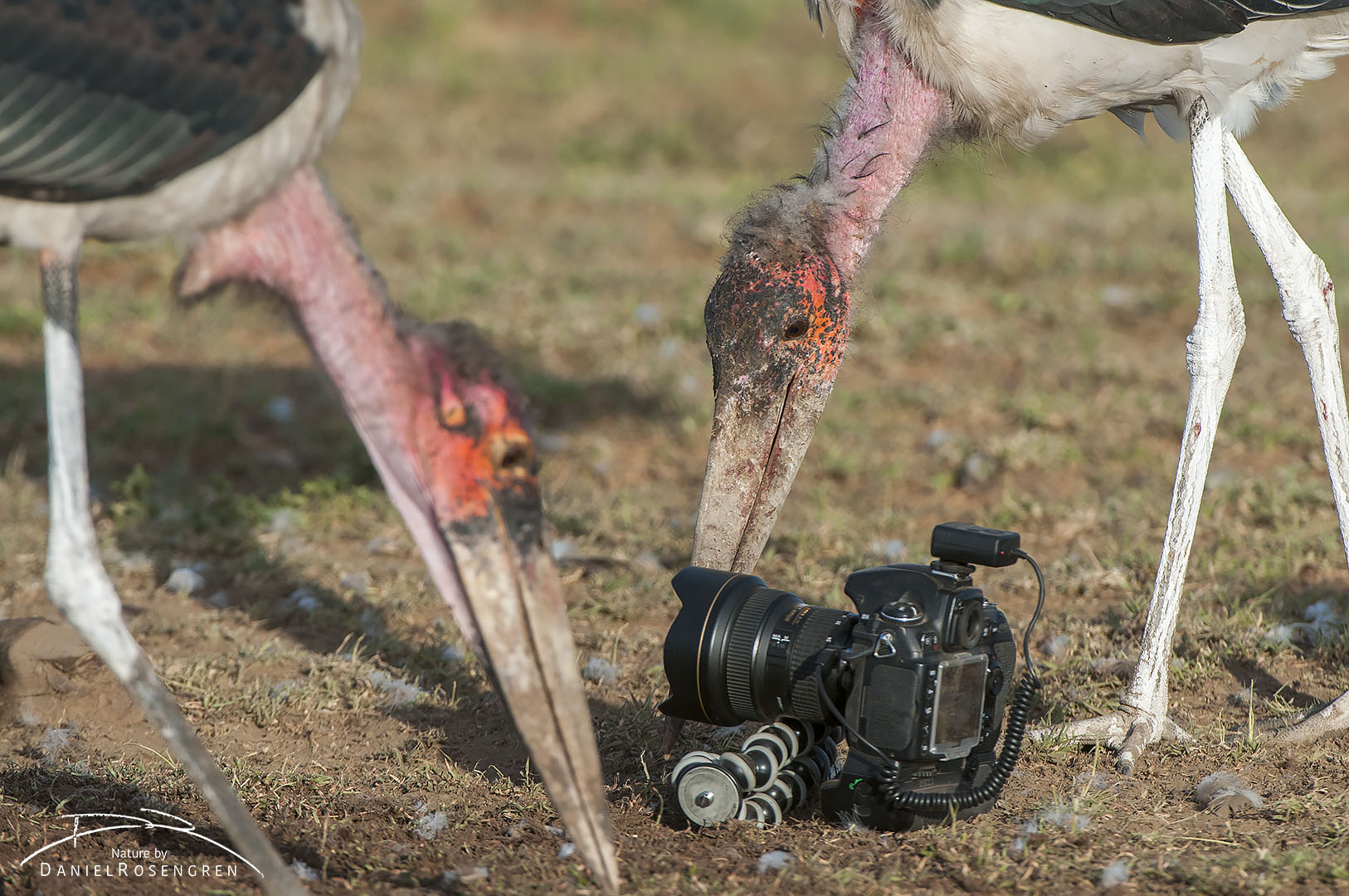 Marabou storks picking up small pieces of food around the camera. © Daniel Rosengren