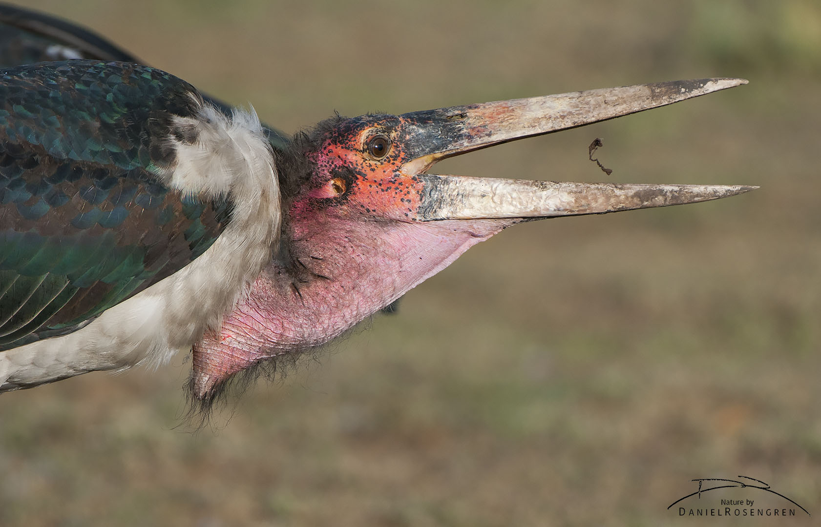 A Marabou stork throwing a small piece of meat into its giant beak. © Daniel Rosengren