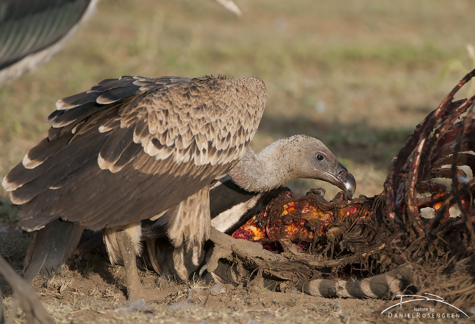 A White-backed vulture enjoying a zebra carcass. © Daniel Rosengren