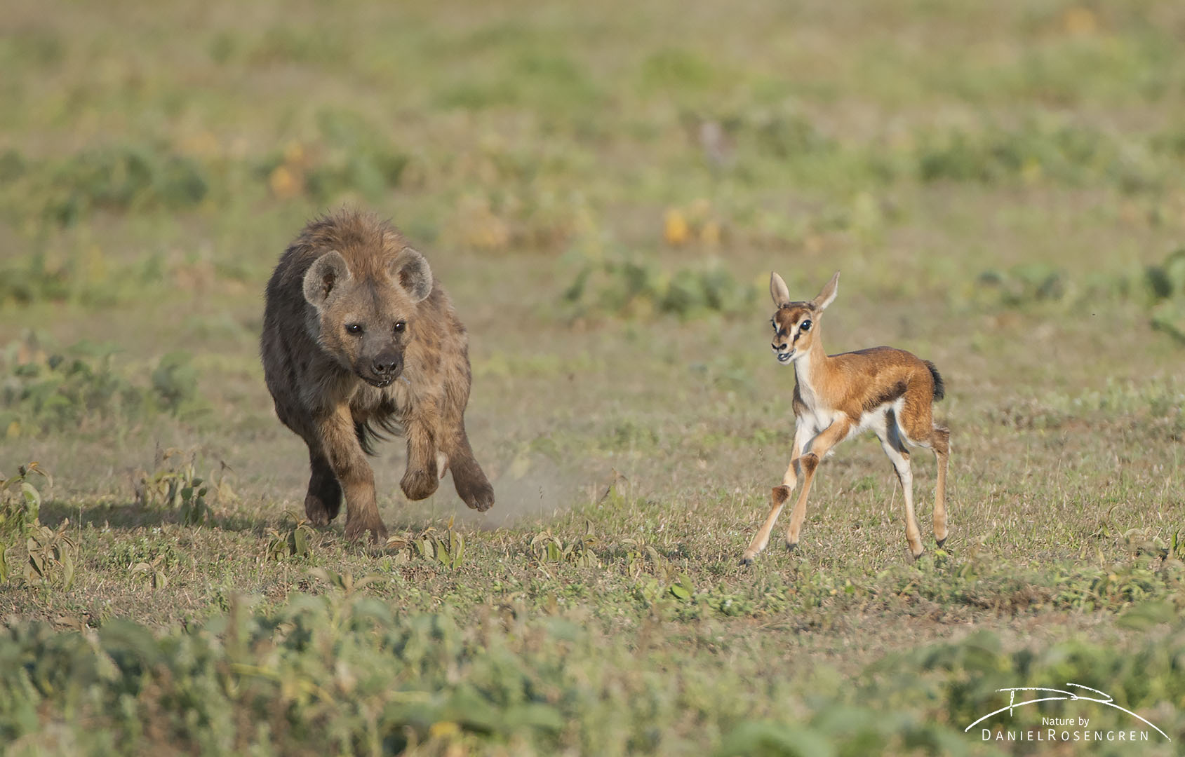 A Spotted hyena chasing a young Thomson's gazelle. © Daniel Rosengren