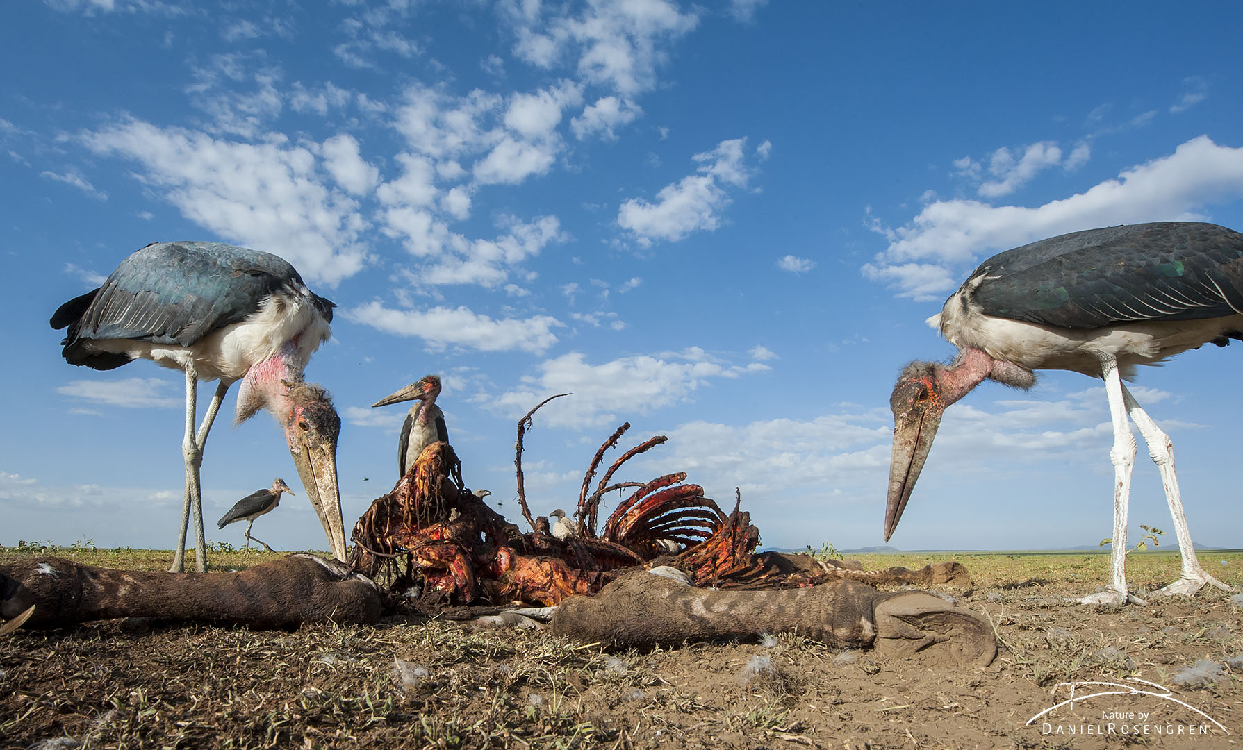 Marabou storks at a zebra carcass. © Daniel Rosengren
