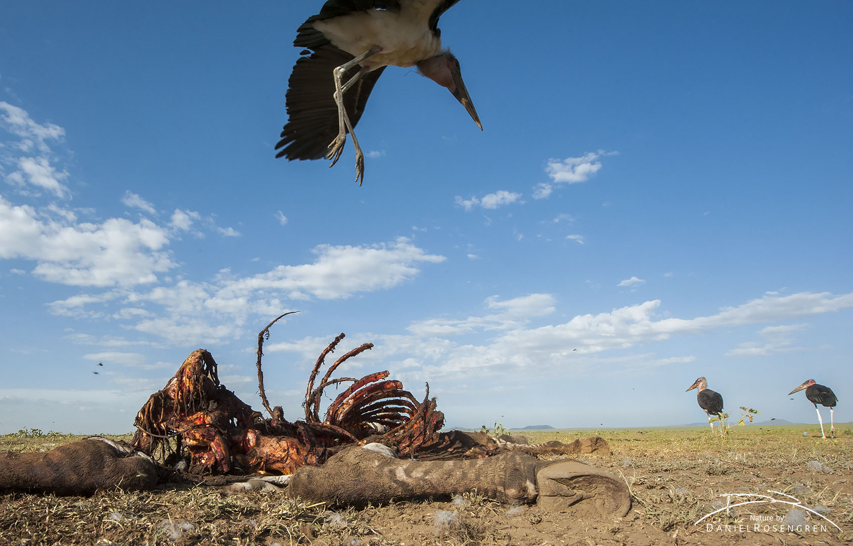 A Marabou stork coming in for a landing at a zebra carcass. © Daniel Rosengren