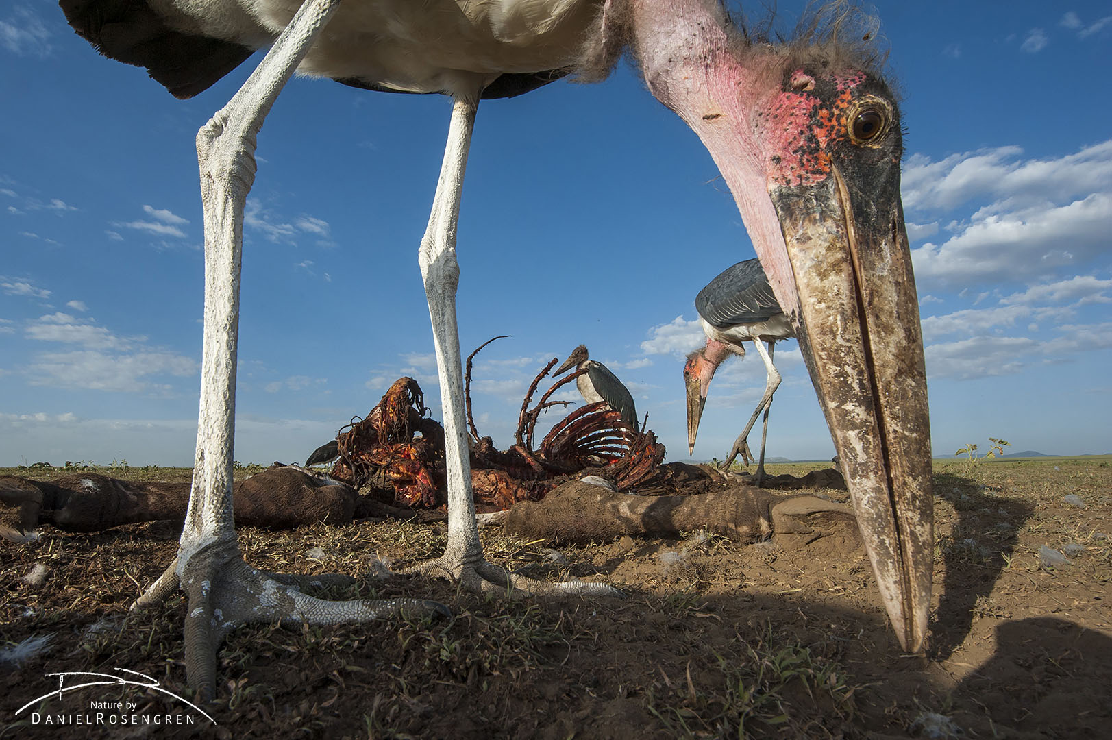 A Marabou stork picking up small pieces of meat just in front of the camera lens. © Daniel Rosengren