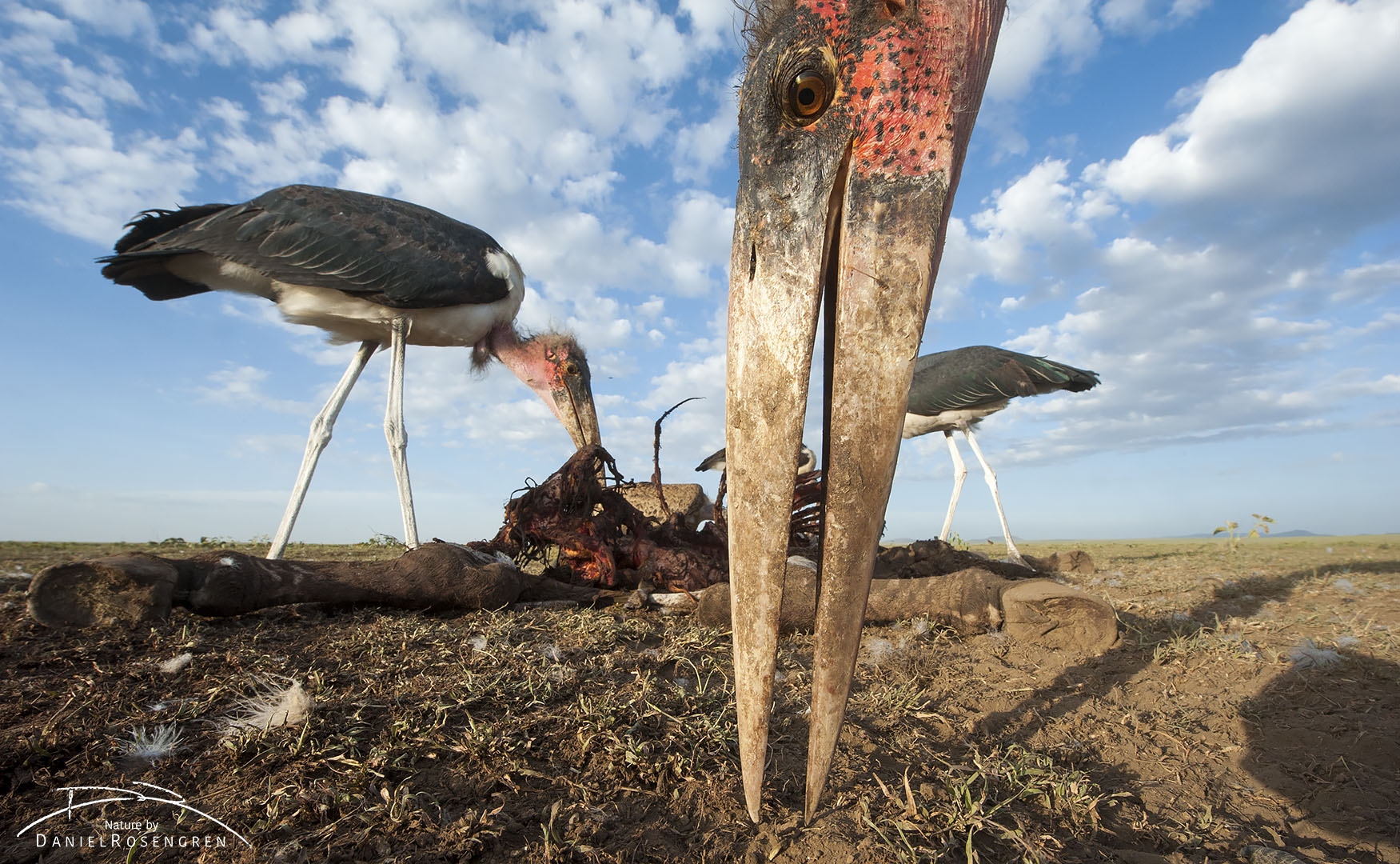 The dagger like beak of a Marabou stork. © Daniel Rosengren