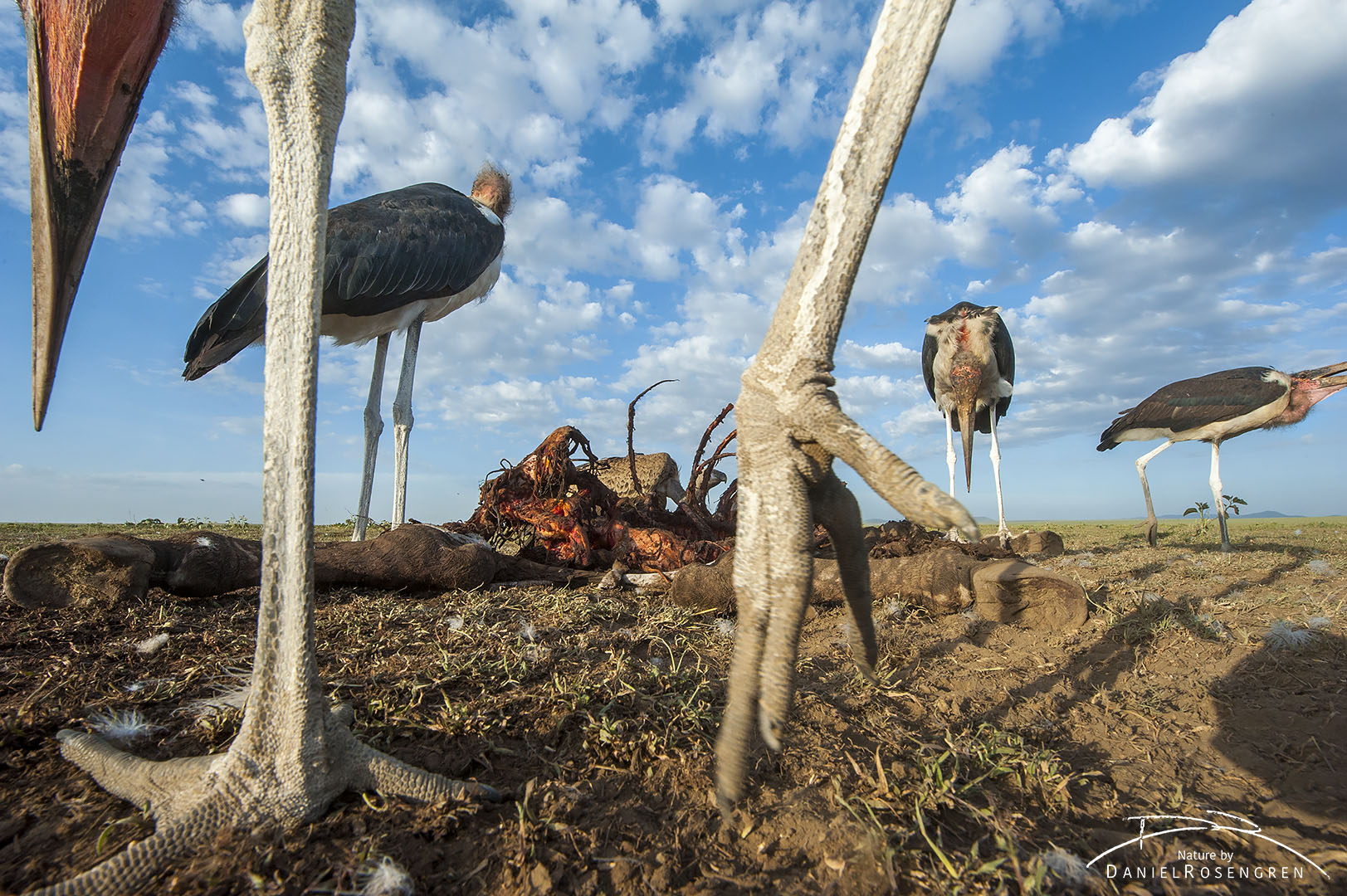 Up close and personal with Marabou storks. © Daniel Rosengren