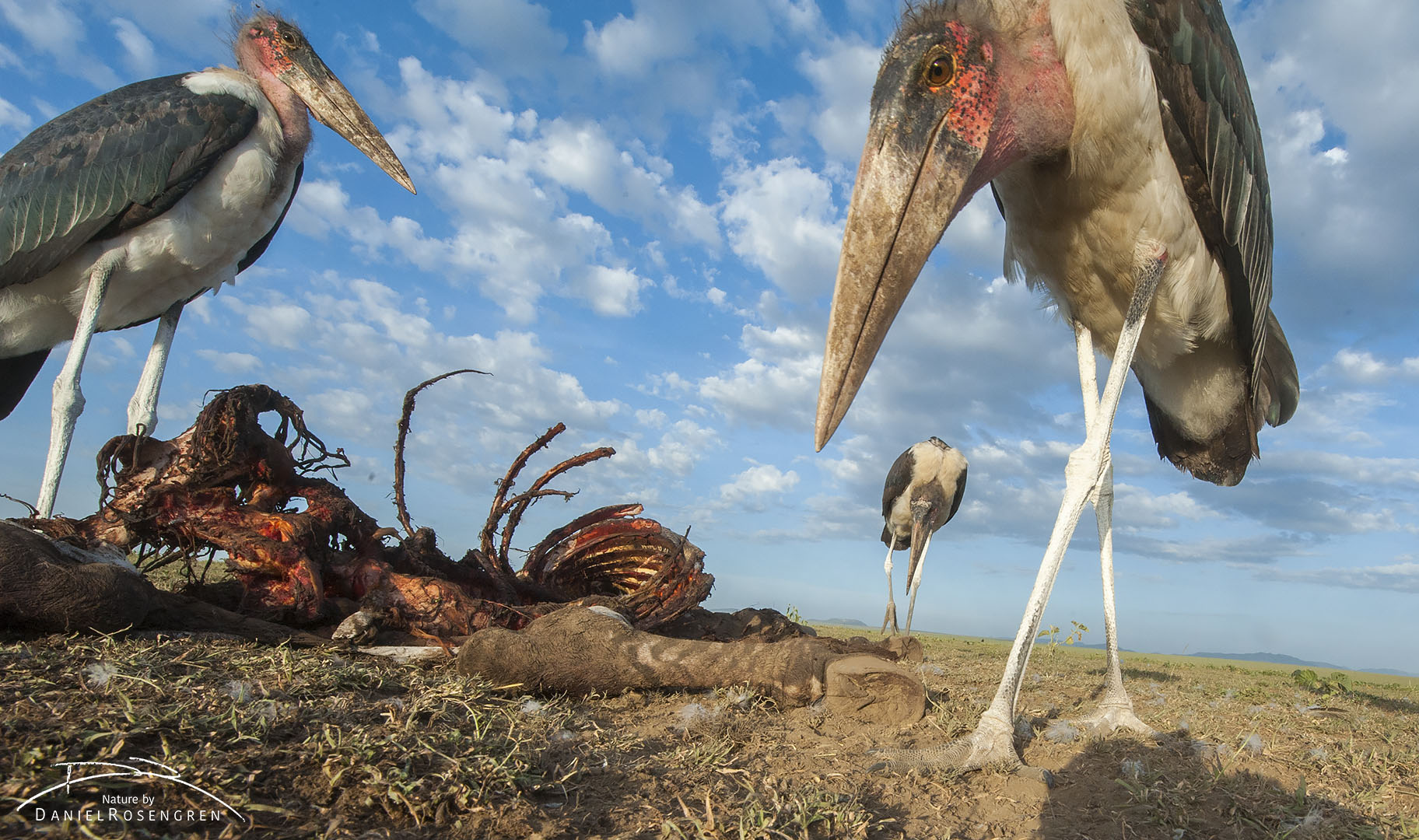 A Marabou stork towering over the camera. © Daniel Rosengren