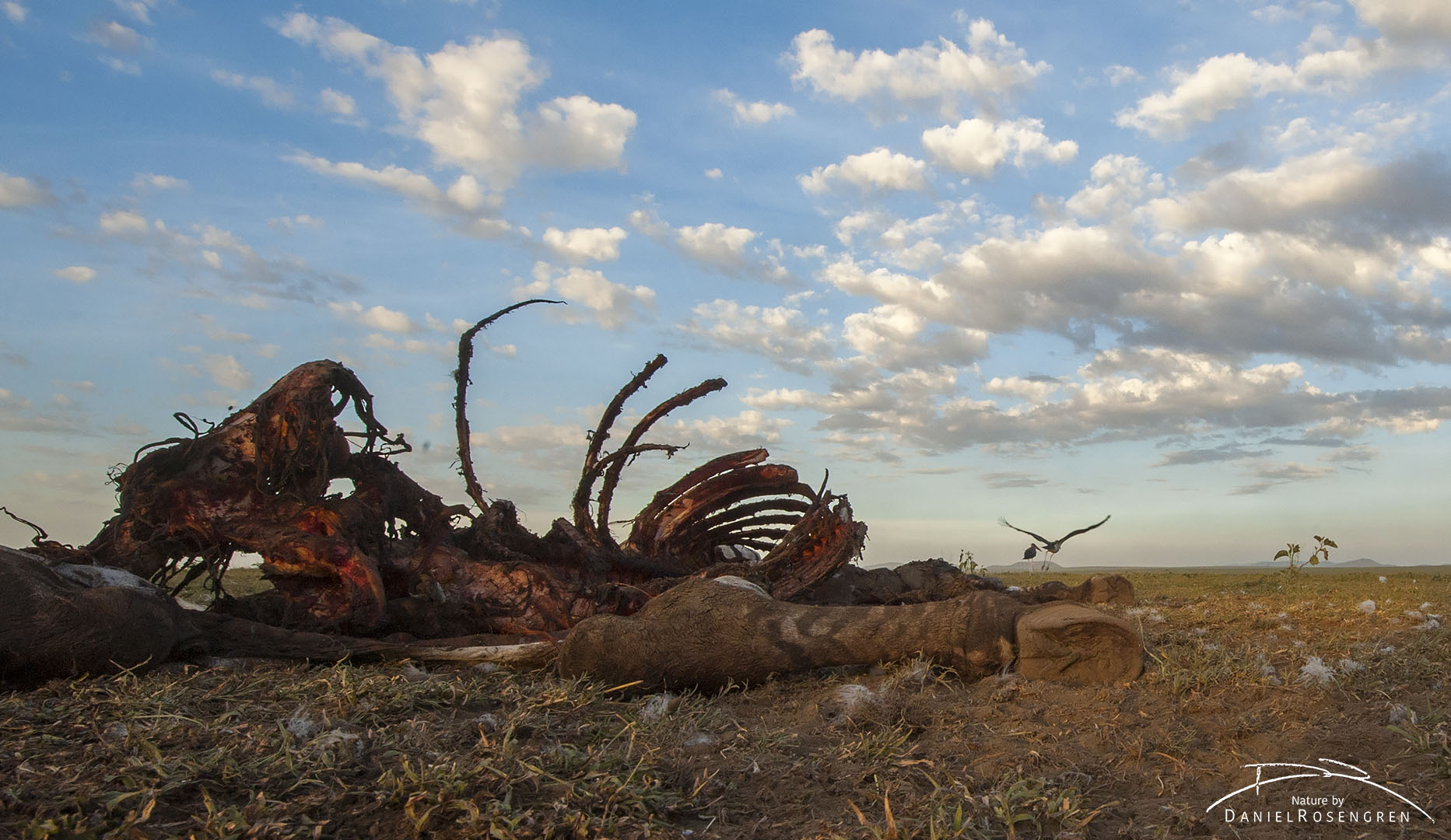 As the sun was about to set, the Marabou storks flew off to find a night perch. © Daniel Rosengren